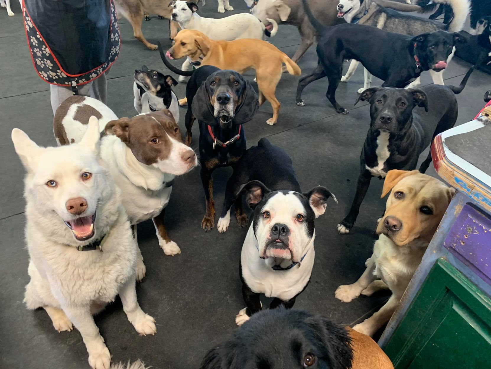 Dogs looking up at camera